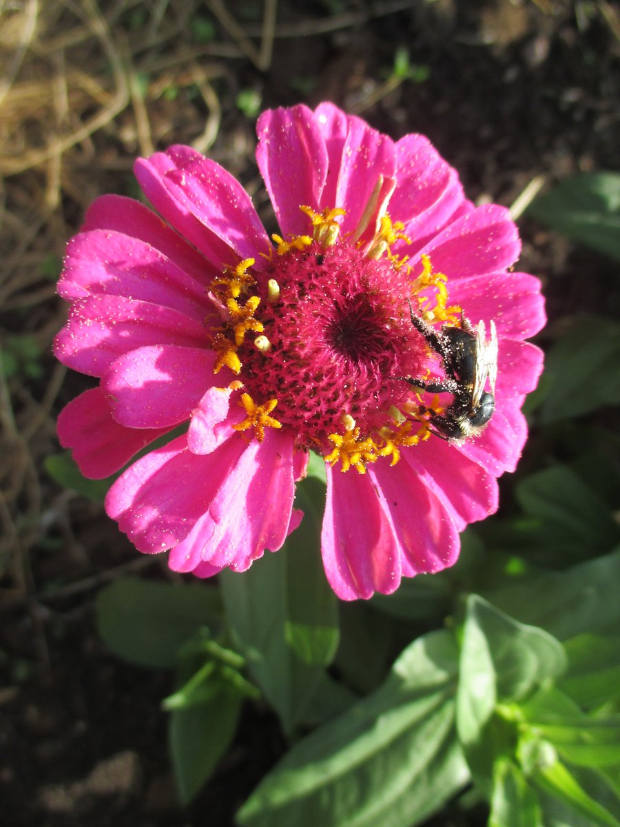 BuitenLeeft's tweet photo. Er kunnen weer bosjes levensvreugde worden geplukt in de bloemenpluktuin van BuitenLeeft. Iedere zaterdagochtend van 8:30 - 13:00 uur. #plukgeluk https://t.co/V1esJYvuQz