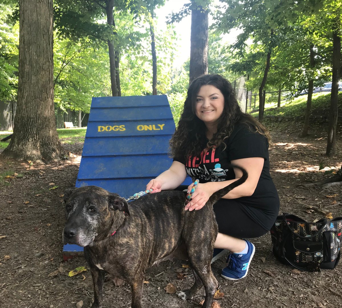 CrewGish's tweet photo. This is Babe! She is super sweet, gentle, and calm - and an absolute master of the soulful "please pet me" puppy eyes. @fairfaxanimals @GISH #adoptdontshop #GISHRescue https://t.co/fMLhysFkR8