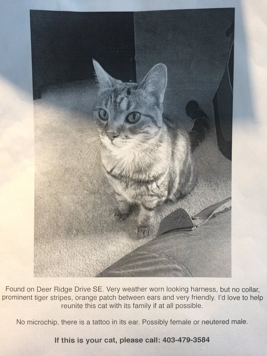 LauraU2girl's tweet photo. ⁦@PetRecoveryYYC⁩ 
Orange-striped kitten found on #DeerRidge Drive SE. Tattoo but not chipped.
⁦@DeerRidgeCA⁩ #DeerRun #CalgarySE #YYC #Calgary 
#DeerRidge #LostPetsYYC #QueenslandYYC https://t.co/D7zqANYd3p