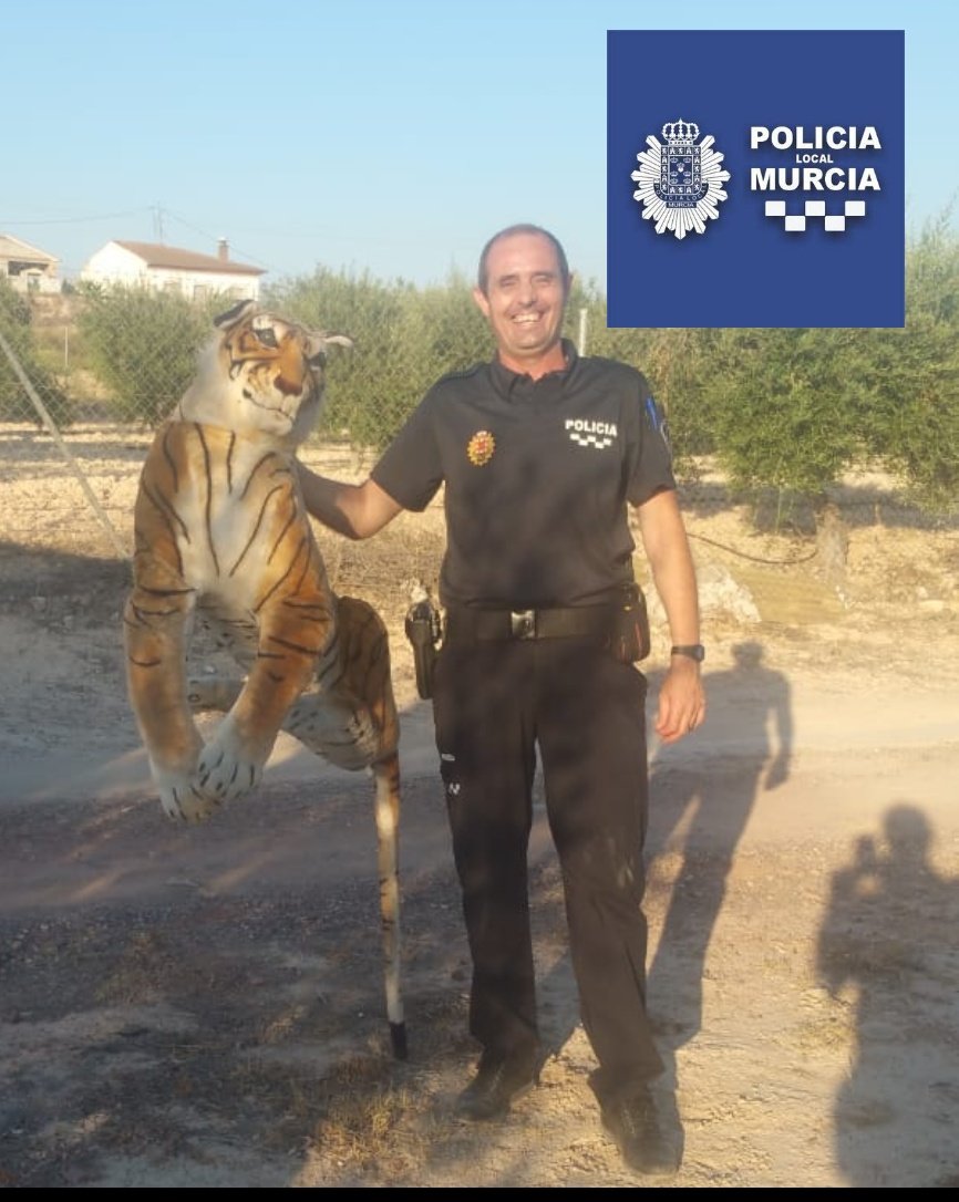 MurciaPolicia's tweet photo. Gran susto de un vecino en la Avenida de Lorca de Sangonera la Seca, por un tigre descansando debajo de una olivera. Una vez los compañeros se acercan descubren que es un peluche de grande dimensiones. https://t.co/jeXs8UQfZX