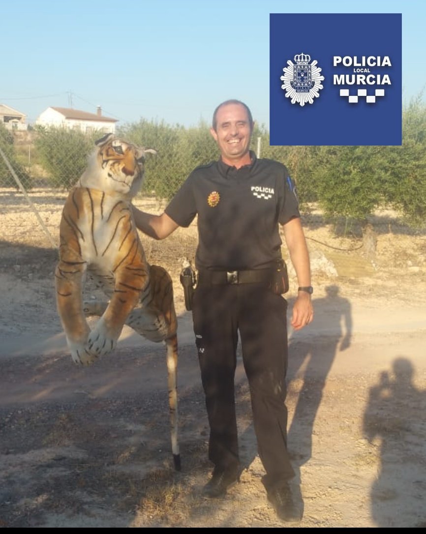 Gran susto de un vecino en la Avenida de Lorca de Sangonera la Seca, por un tigre descansando debajo de una olivera. Una vez los compañeros se acercan descubren que es un peluche de grande dimensiones.