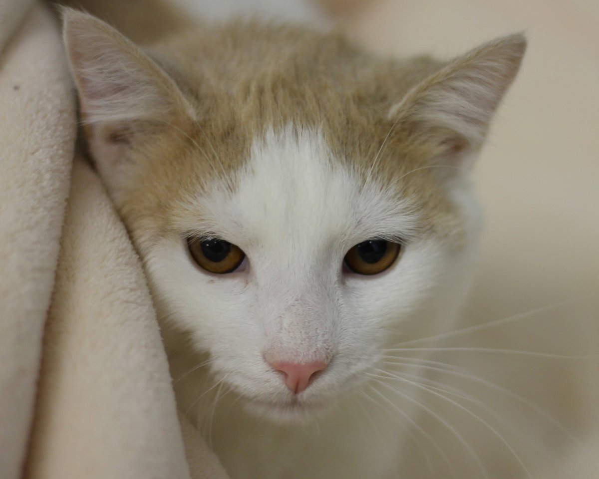 HuntingdonCtyHS's tweet photo. Pawsome news! After 974 days, our longest feline resident, Sparrow, finally found his forever family. #AdoptDontShop #cats https://t.co/0FCQRdruCG