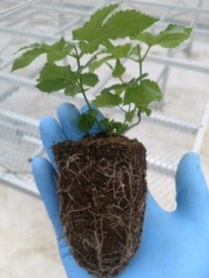 End of Year Hop Plant Sale! - mailchi.mp/de1867dd8668/e…