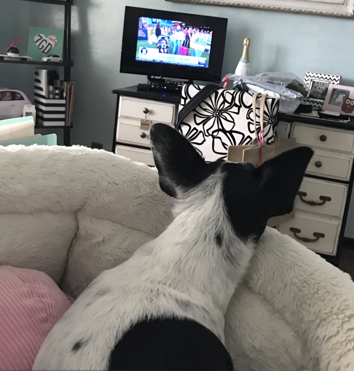 So excited! I was watching @GMA #dealsandsteals with @toryjohnson this morning and told mom to buy us a @LillyBrushCo and she did!! Yah! #doghaireverywhere #nooutfitiscompletewithoutalittledoghair 🤣