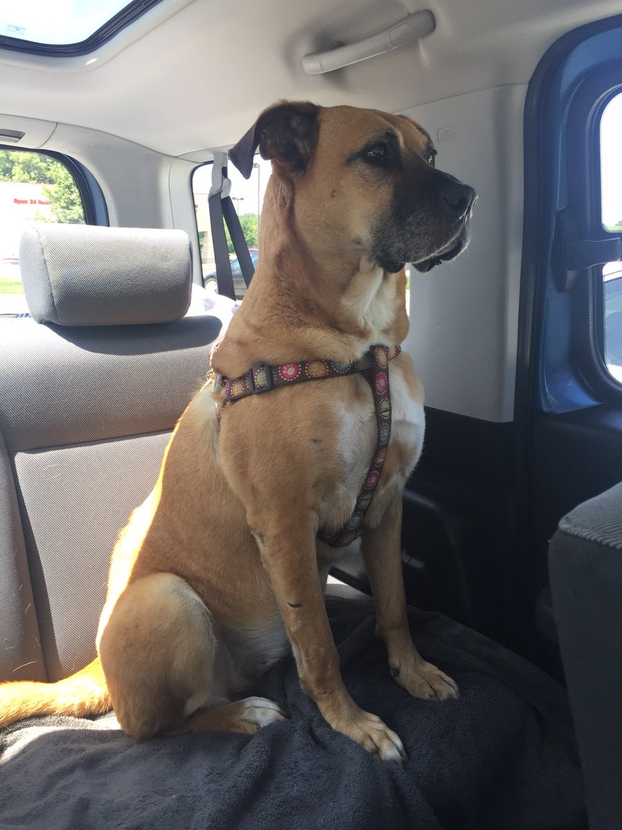 emilyreadsalot's tweet photo. Doggo waiting with me oh so patiently for her favorite human to get back in the car. #ItsNotMe #Imsecond #imOkWithThat https://t.co/ORu4BGVzLv
