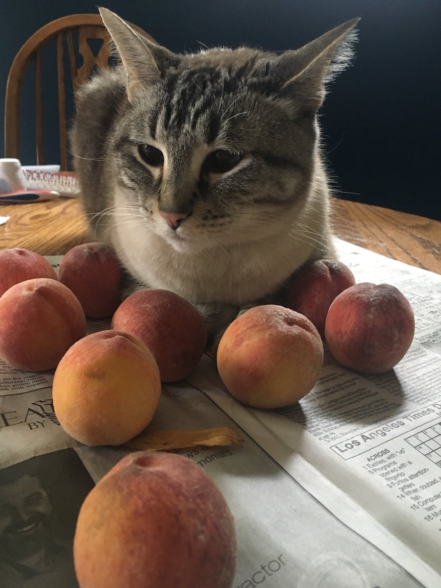 Lydia 👻 BOOtré on Twitter "My parents’ cat inexplicably LOVES peaches