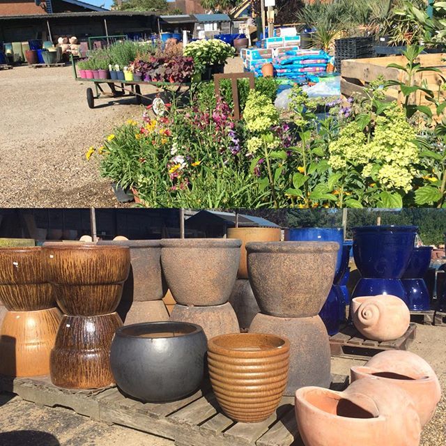 Exoticgardenco's tweet photo. Stock is always changing, well worth a visit when visiting #Aldeburgh, #thesuffolkcoast, #Thorpeness, #Orford, #Southwold, #Lowestoft,#Beccles, #Framlingham, #Woodbridge,#allaboutsuffolk. https://t.co/6EzKIvGKap https://t.co/70AaDJVRIm