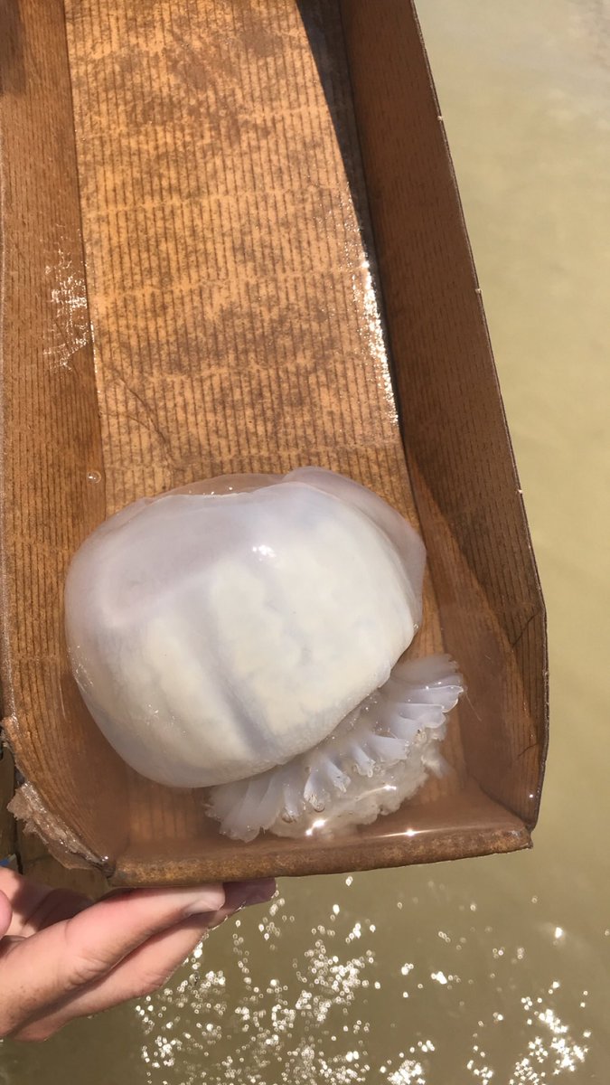 kbwilson17's tweet photo. @EdnaHighSchool Science department: @CoachMayfield4 and I found a jelly, he has no tentacles! Can you explain why? https://t.co/OIN1YKFhd2
