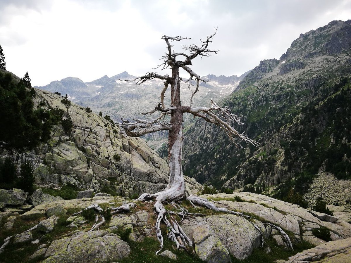 visitarb's tweet photo. #PinusUncinata
#Aigüestortes
#Vegetosfera
#Naturaleza
#InteligenciaVegetal https://t.co/xH3nOiNQvt