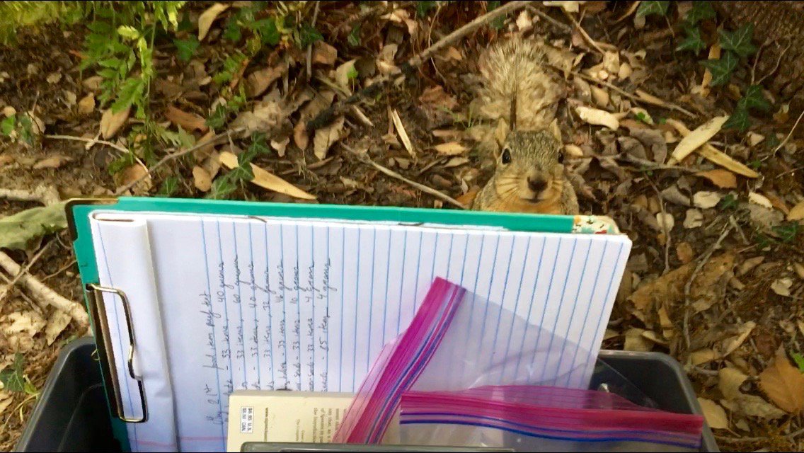ARsquirrelgazer's tweet photo. “Yes, I would like to science please!” #TBT to Rodger the Fox  #squirrel helping me collect data at the #UCLA Botanical Garden. Rodger was always the first to greet me every evening. I have no data on him as he preferred to collect data with me rather than participate! https://t.co/5KLu9X0rER