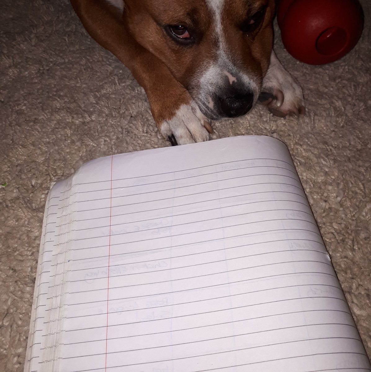 DogsAdventure's tweet photo. When you're absolutely bored of listening to your human we're going to plan adventure well stop planning and hurry up so we can just go #woof #staffie #hatebedrest https://t.co/gwqvRGrVKY