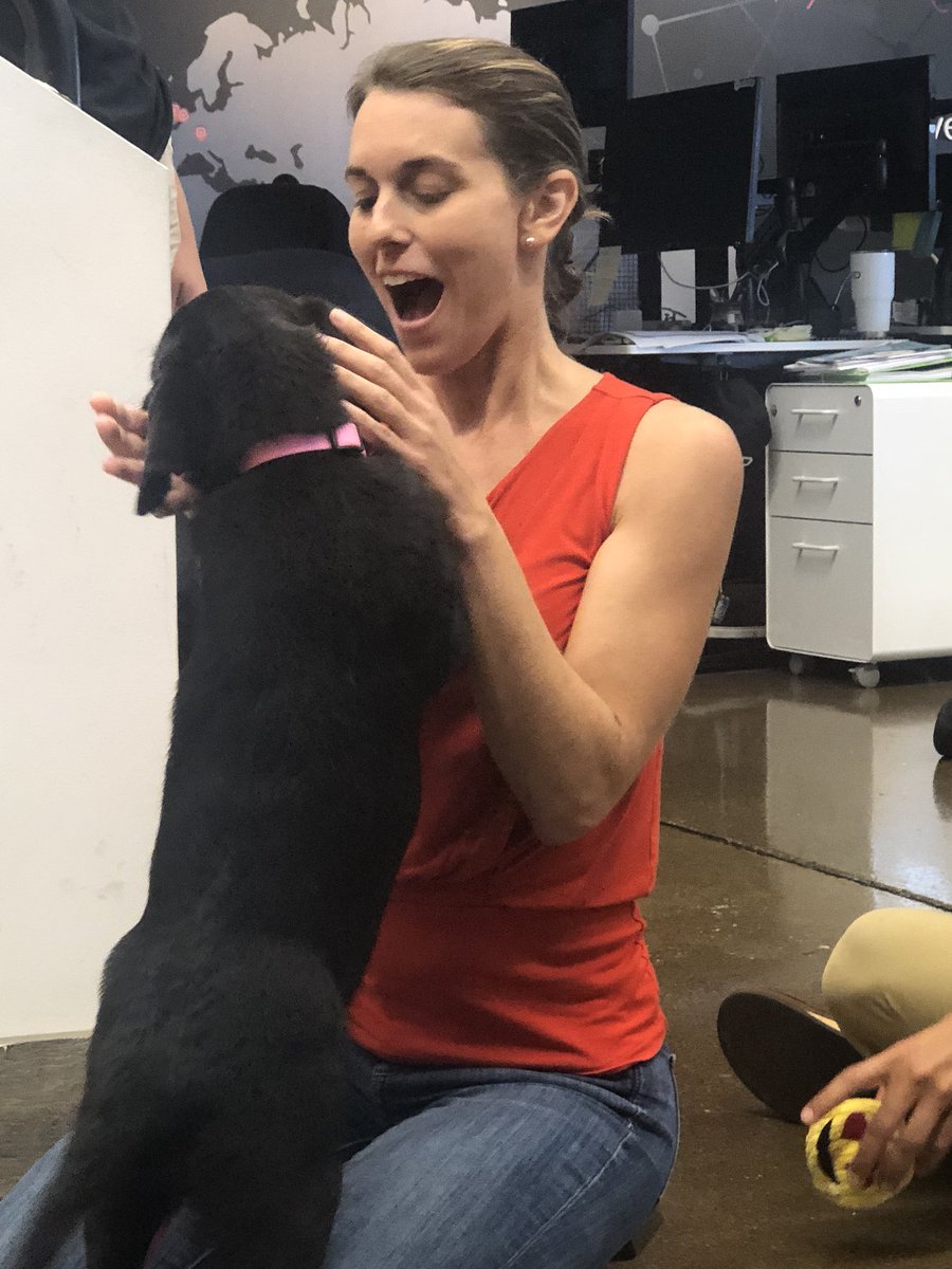 BetsySewell's tweet photo. Everyone stop what you’re doing!!! PUPPIES IN THE OFFICE! @Wiretap #PilotDogsinTraining #PilotDogs https://t.co/Nl5W4brs5k