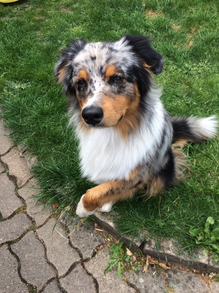 Smacky___'s tweet image. Déjà 1 an mon bébé ❤️😍🐶#PostYourDog