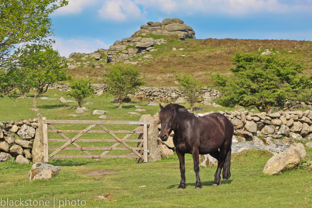 Thanks for the mention! devonblackstone: Tors & Ponies - #Dartmoor summed up in one photo! @VisitDartmoor @dartmoornpa @DartmoorHillies @DartmoorsDaught @DartmoorPonies @VisitDevon @visitsouthdevon @GreatDevonDays @aceestateagent @UKBaskervilles @TheOldA…