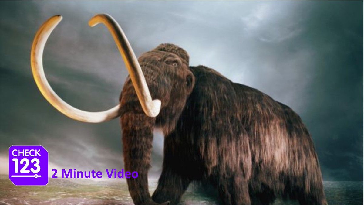 Check123Sci's tweet photo. Will Wooly Mammoths be brought back from extinction?
Video: https://t.co/2ZfyQTAcX8
#science https://t.co/s1Yf49k73D