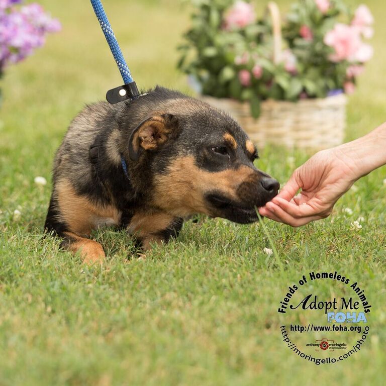 foha_va's tweet image. Yup we sure do love @StohlmanAuto in Leesburg! Make sure you see them for your next car purchase and tell them thank you for supporting #FOHA