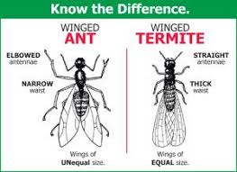MrBuggs1's tweet photo. Knowing the difference between a winged ant and a winged termite can mean different pest treatments. Our professionals are experts in knowing the difference!
https://t.co/S3KzwzfVIE
#MrBuggsPelham #MrBuggs #PeskyPestProtection #TermiteControl https://t.co/nkynOCDmBf