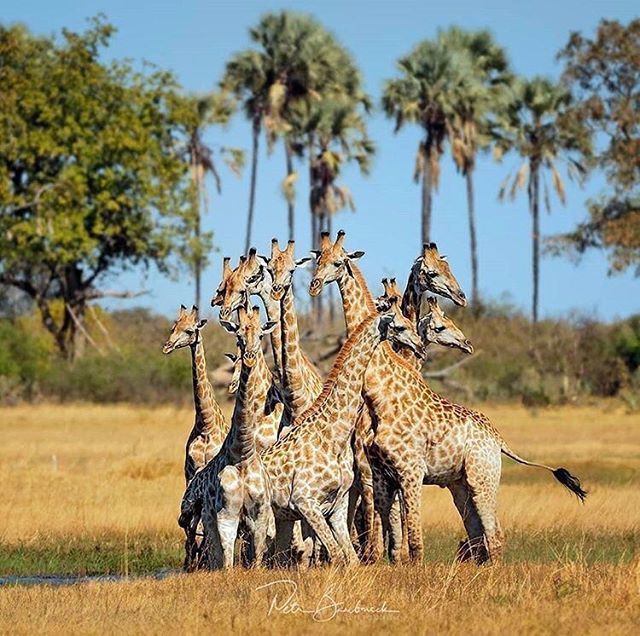 A tower of giraffe. Photograph by Petr Bambousek @sulasulacom #mombo #wildernessmoments #wearewilderness #giraffe #placeofplenty #ourjourneyschangelives #olympus #olympusinspired #omdrevolution@wearewilderness instagram.com/p/Bl_LJxugSVc/