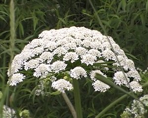 TownOfCaledon's tweet image. It's toxic. And invasive. Learn more about giant hogweed: invadingspecies.com/giant-hogweed/.