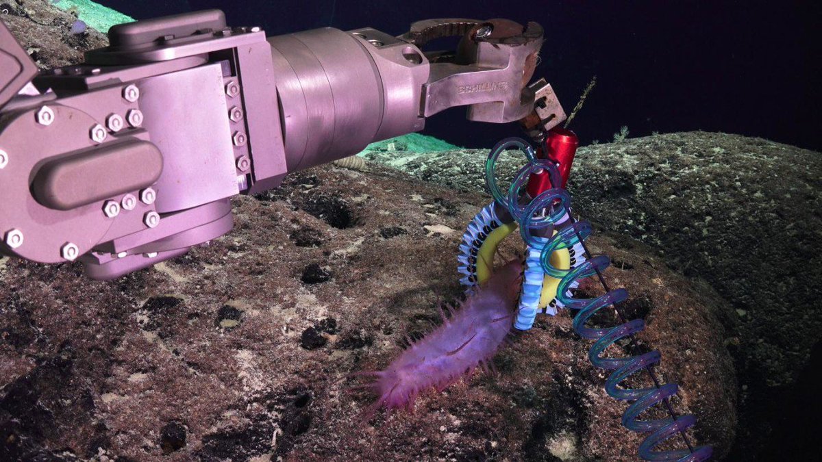 All3DP's tweet photo. During an oceanographic research cruise to a remote region of the Pacific Ocean, Harvard researchers used 3D printed soft robotic manipulators to investigate fragile deep-sea organisms. https://t.co/Qfgkqm4fZf https://t.co/Y4Zh80w4Cs