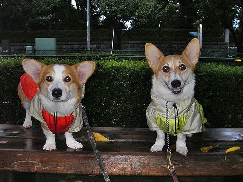 DevRandomCsGuy's tweet image. #100DaysOfCode the second day was extremely fun: got some cute images from the #dogApi with the help of #uwp and #msdn docs :) 

#coding #csharp