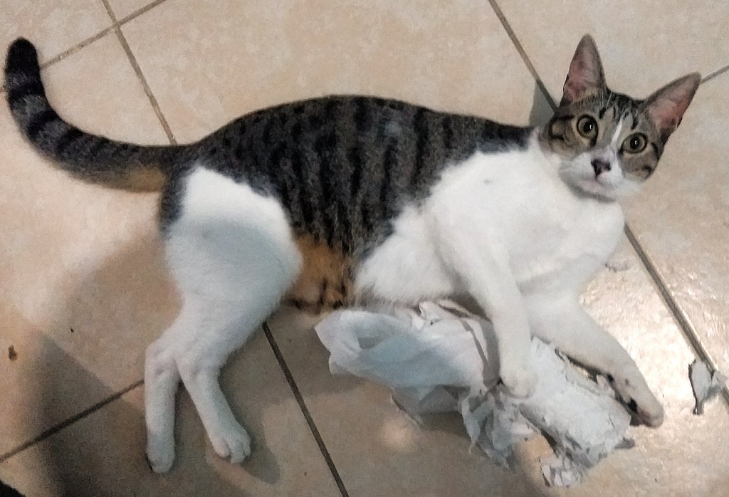 harrijones's tweet photo. Who is the guilty party? Thing 1? Or Thing 2? #CaughtRedHanded #PawsPlease #CatBurglers https://t.co/AWPWUDuQTL