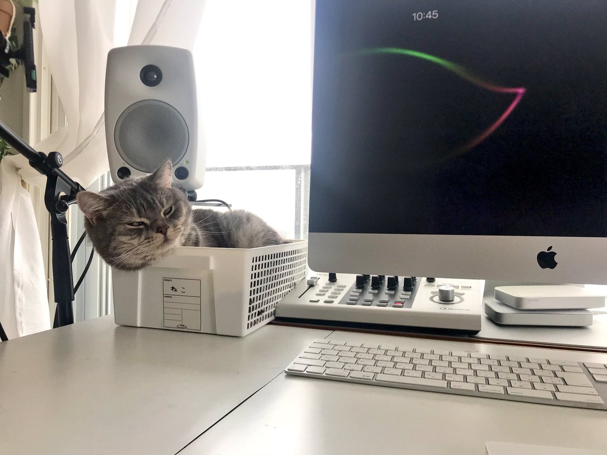 マジ助かる」デスク周りに猫様が散らかっていたので箱を置いてみたら