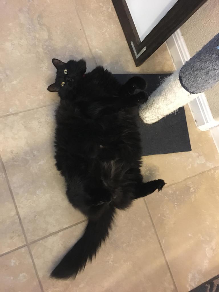 catbellyrub's tweet photo. The fattest floof. via https://t.co/igC4E9Msf2 https://t.co/aMrWWuFsXq