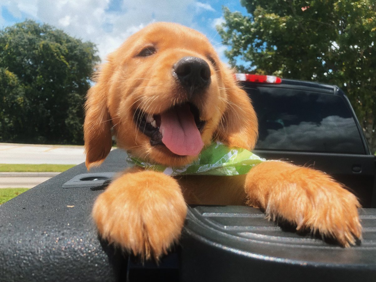 basicvalentina_'s tweet photo. after years of waiting, I finally got him and he’s everything I’ve ever wanted. Everyone, meet Simba 🐶🌻💛 https://t.co/gAro4Y7jl5