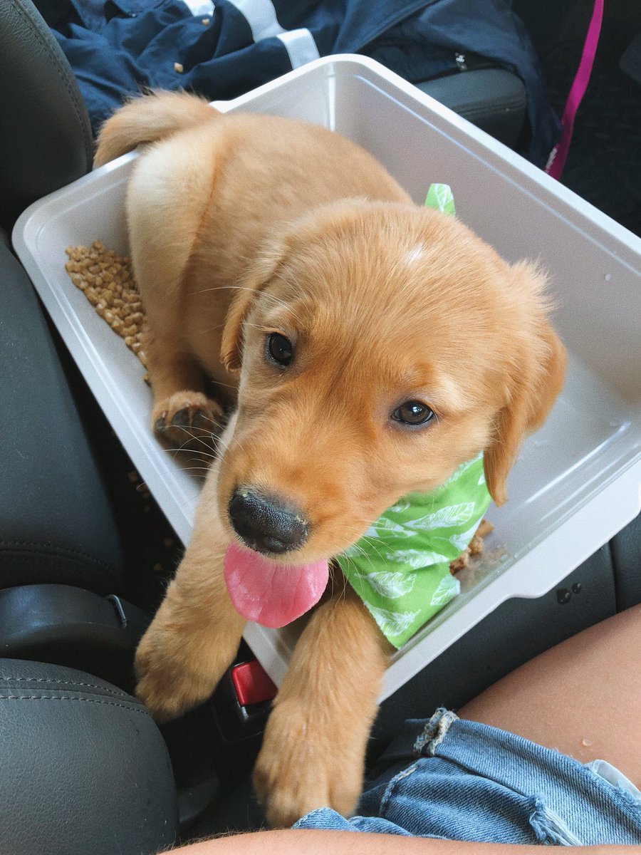 basicvalentina_'s tweet photo. after years of waiting, I finally got him and he’s everything I’ve ever wanted. Everyone, meet Simba 🐶🌻💛 https://t.co/gAro4Y7jl5