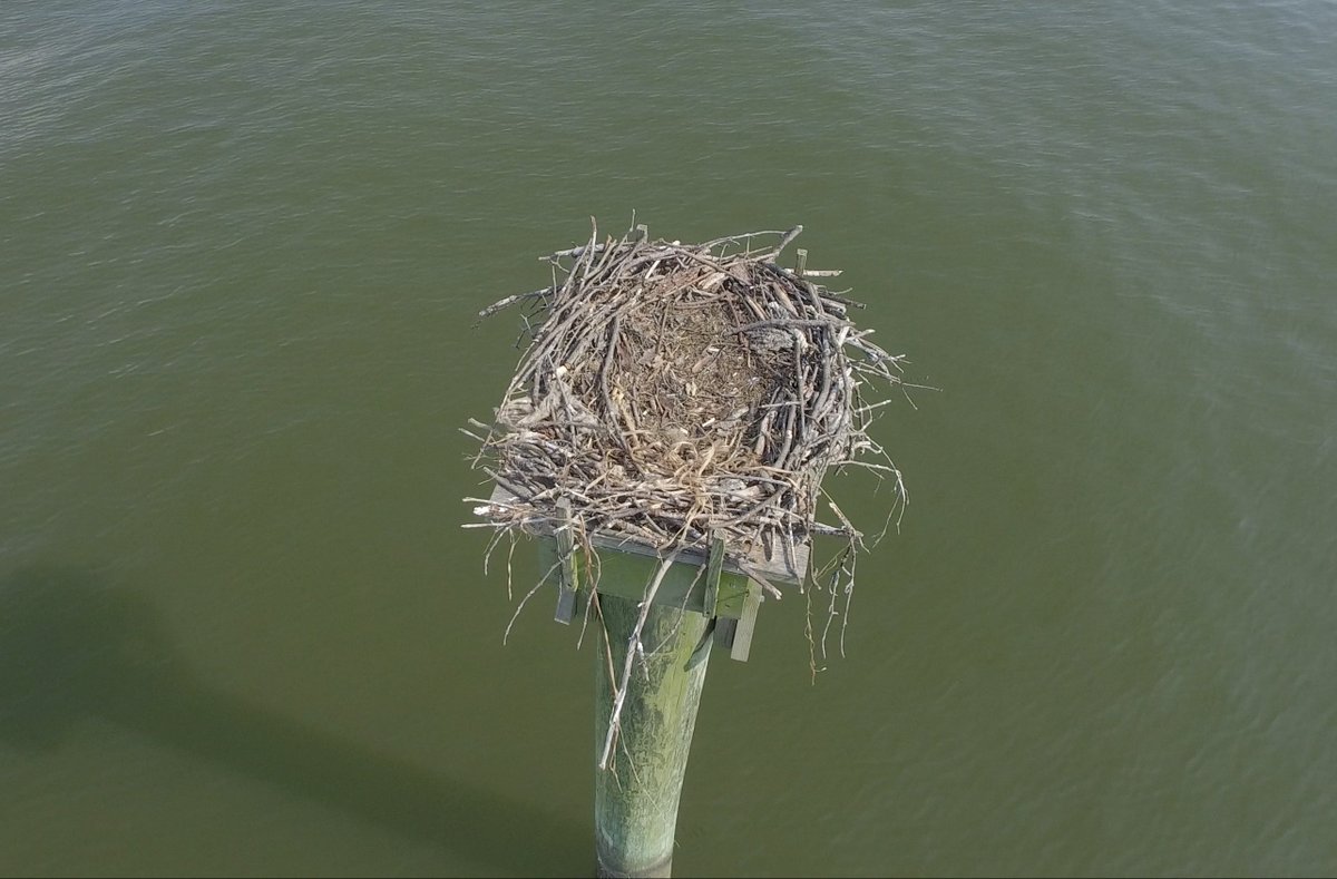 peninsuladrones's tweet photo. An #osprey nest we found while flying for #owlets2! (Don't worry, we checked to make sure nobody was home first!) #nobirdswereannoyedbythisdrone https://t.co/2AfUWyHeNl