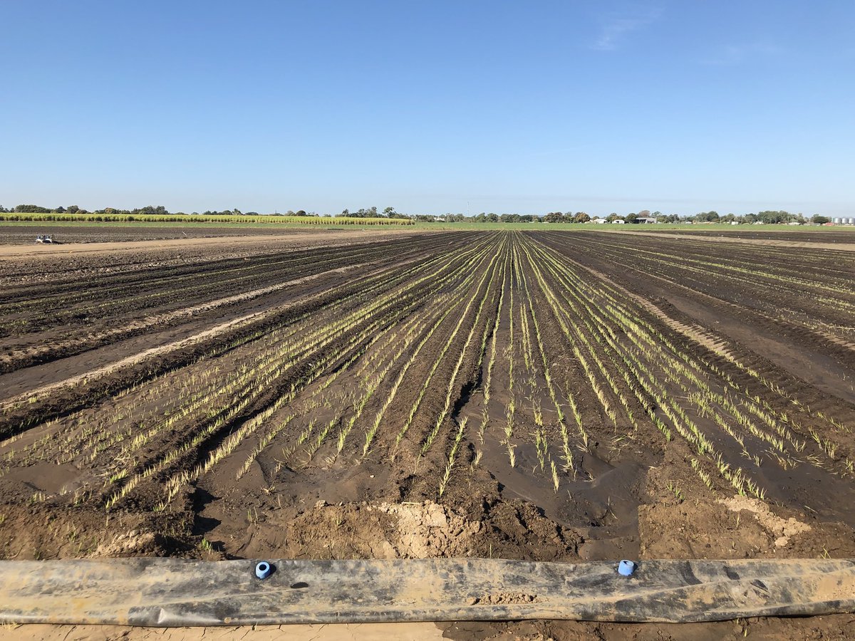 AllyGregs2716's tweet photo. We’ve got rice! YDP14-VO44 jumping out of the ground. #NQrice #aerobicrice https://t.co/NKE9jct9Z3