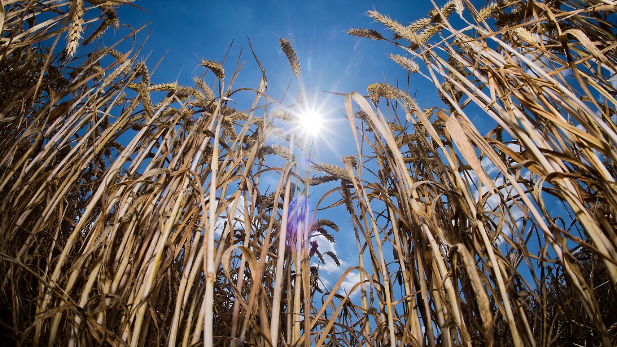 Meistgeklickt:  Einbruch der Erntebilanz: Die Forderung nach Dürrehilfen ist dreist n-tv.io/QddGsM