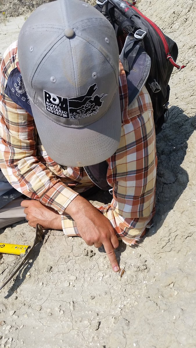 VictoriaArbour's tweet photo. Yesterday @DavidEvans_ROM found about a gazillion tyrannosaur teeth while we were out hiking around. I was jealous...until I found an ankylosaur tooth ;) #SADP2018 https://t.co/rSe6D44Dbv