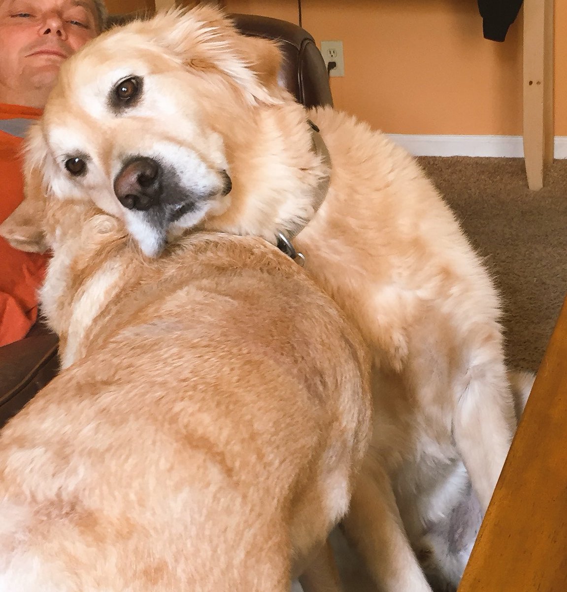 bobertbennett's tweet photo. they always say "who's a good boy" not "how's the good boy?"
:( https://t.co/VmdRsP93Kw