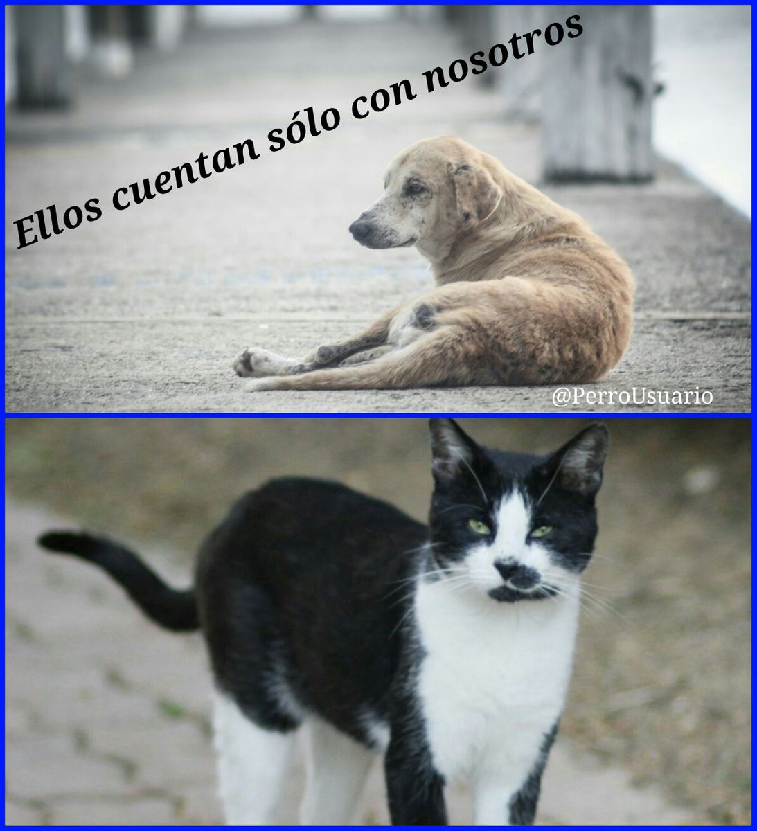 PerroUsuario Wof '•' tweet media