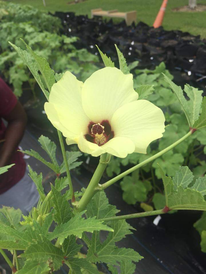 CSHungerA's tweet photo. What a great time learning, brainstorming, and growing with @chefkulture today! 
#childrenshouldnthunger
#Bmebrother #nonprofit
#nonprofitlove
#garden
#gardenlove https://t.co/mQmxrWm6Jw