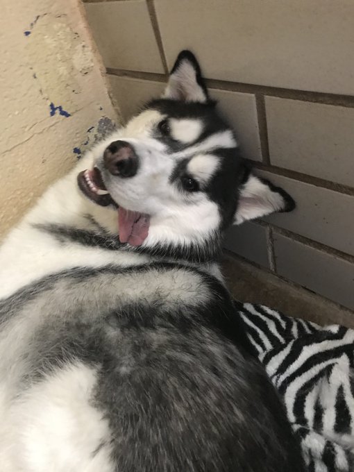 Banders got in to my friends Xanax so we&rsquo;ve been at the vet but he&rsquo;s going to be okay, apparently there&rsquo;s<a href="/tag/squats"class="tags"><span>#squats</span></a>