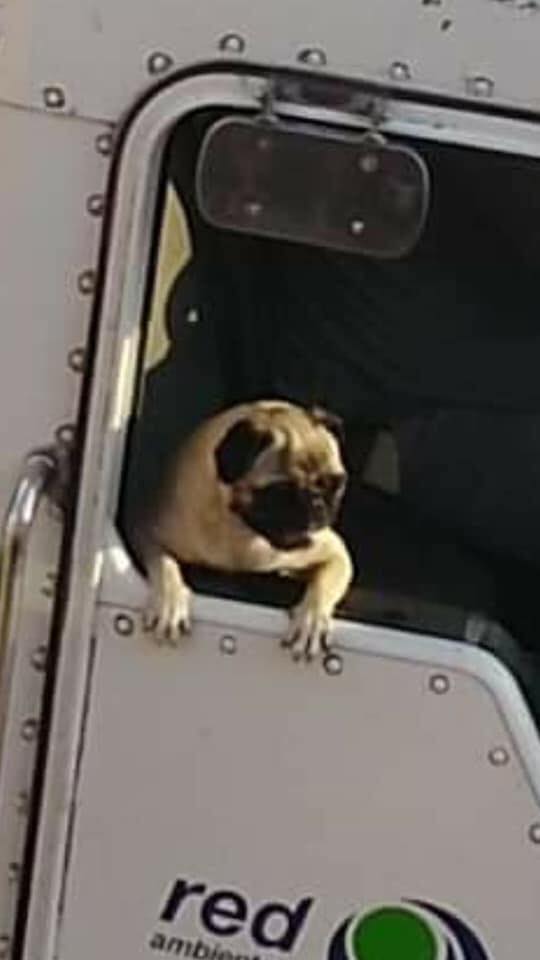 SuavesLomitos's tweet photo. Chavos si ustedes tienen un perro que no sabe valorar lo que le dan en su casa, muéstrenle estas fotos. Acaba de pasar el camión de la basura aquí en la colonia y a este perrito lo traen trabajando desde bien tempranito.

Un gran ejemplo para esos que sólo comen, cagan y duermen. https://t.co/YeJp4qE1fk