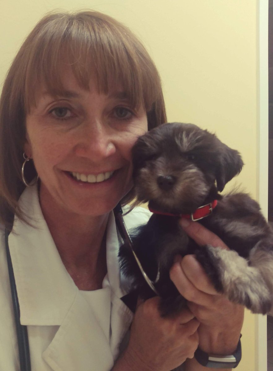 GateCityVet's tweet photo. Wags and Whiskers Puppy of the Day: 
Help us welcome Molly to the Burley family! She is a 7 week old Miniature Schnauzer who stole the show at her first puppy exam with Dr. Curran. https://t.co/Hs4hB5nraT