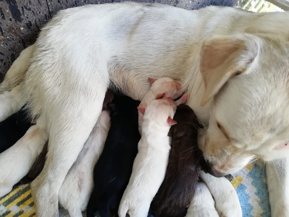 Eric26435026's tweet photo. Se dan perritos en adopción, son de la calle y mis vecinos los quieren matar literalmente, cualquier persona que quiera ayudar favor de enviar mensaje directo y compartir la publicación por favor los perritos acaban de nacer y están súper chiquitos, es para darles una oportunidad https://t.co/OgOaVwFMyU