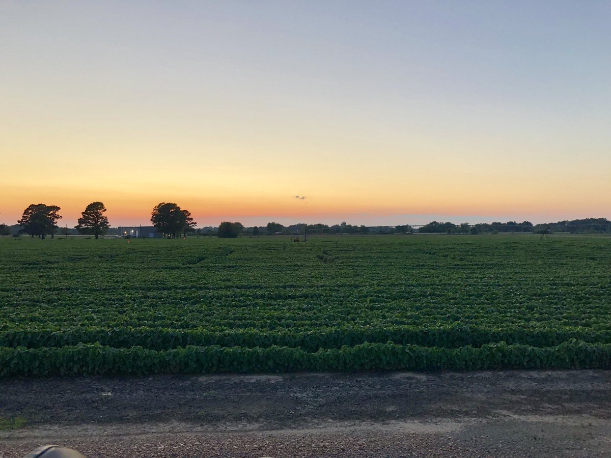 BigBaker63's tweet photo. From our #plantpathology lab to the reasearch plots. We made a late night inoculation of Frogeye Leaf Spot “Cercospora sojina” on our soybean plots #uaex #soybean #research https://t.co/bCWP05cE1w