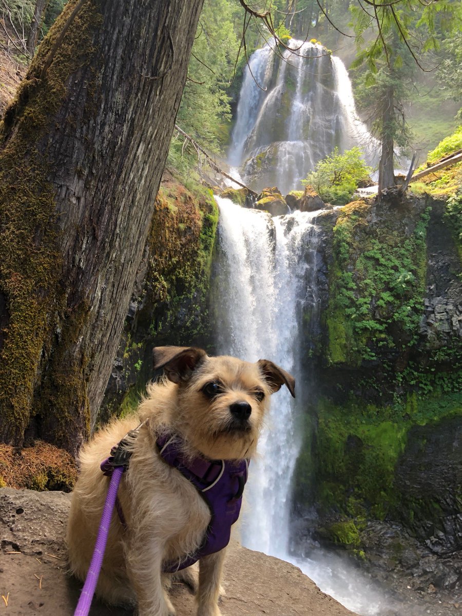 OregonHumane's tweet photo. This week we are celebrating OHS adopted dogs and cats living their best lives as #AdventurePets in the Pacific Northwest. Head to our Instagram page to check it out! https://t.co/Lmjsz3lWzE https://t.co/D2ufoOl1Ms