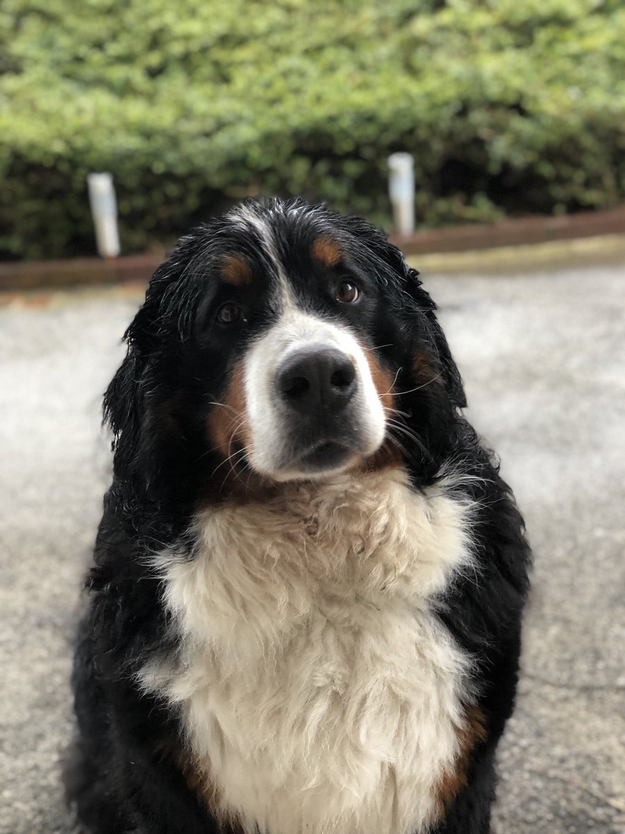 Fabbweb's tweet photo. #PostYourDog My little sunshine ❤️🐶 https://t.co/IiKK6ypSx9