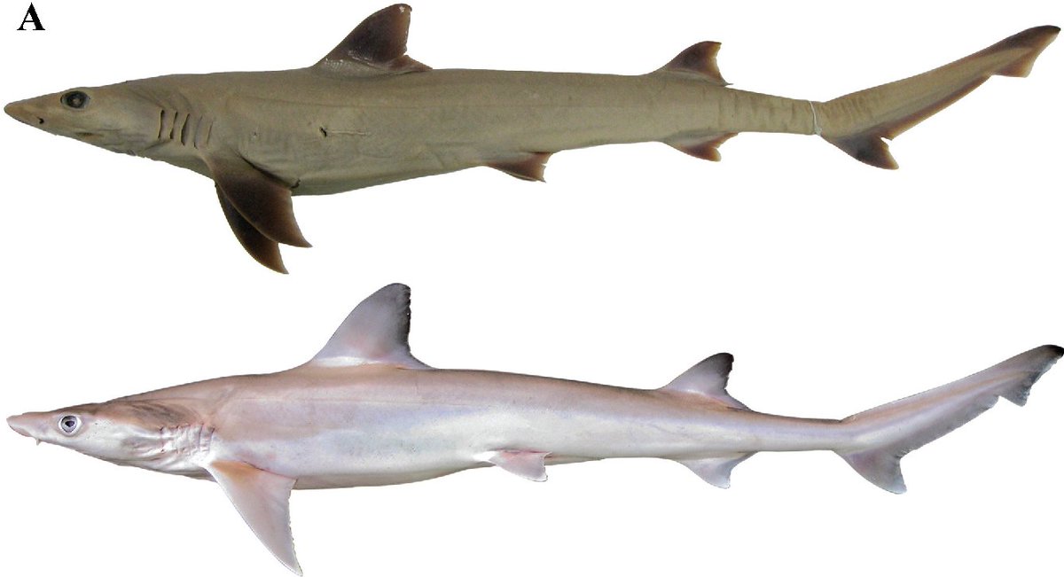 OtletResearch's tweet image. Did you know we have slender weasel shark (Paragaleus randalli) samples available on Otlet!? These are fin clips from the Arabian Sea. Head over to Otlet to find out more buff.ly/2uIBE4c + RT for scientist who might be interested #samplesforscience