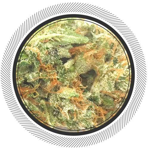 getwhitepalm's tweet image. &apos;Greasy&apos; Ghost Bubba is named specifically after the South Coast master grower: Ghost. It&apos;s a combination of the &apos;Greasy&apos; Pink Bubba with Death Bubba. It hits HARD. We have to wait 3-4 months whenever we sell out because it&apos;s grown in such small batches to ensure quality. #GWP