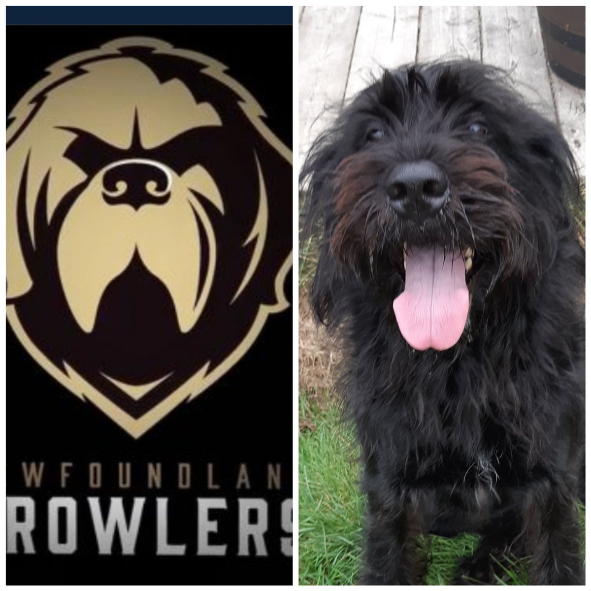Hey <a href="/NLGrowlers/">Newfoundland Growlers</a>, Molly would like a jersey and would like to know if there's going to be mascot try outs soon?
