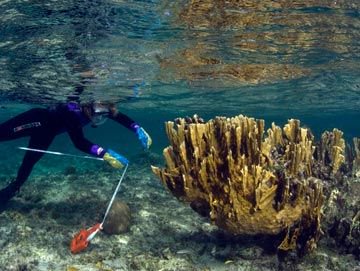 SylviaEarle's tweet photo. My heroes are individuals who are doing what they can to influence the people around them to care for the ocean, and the natural world. https://t.co/6cuN97cCuW