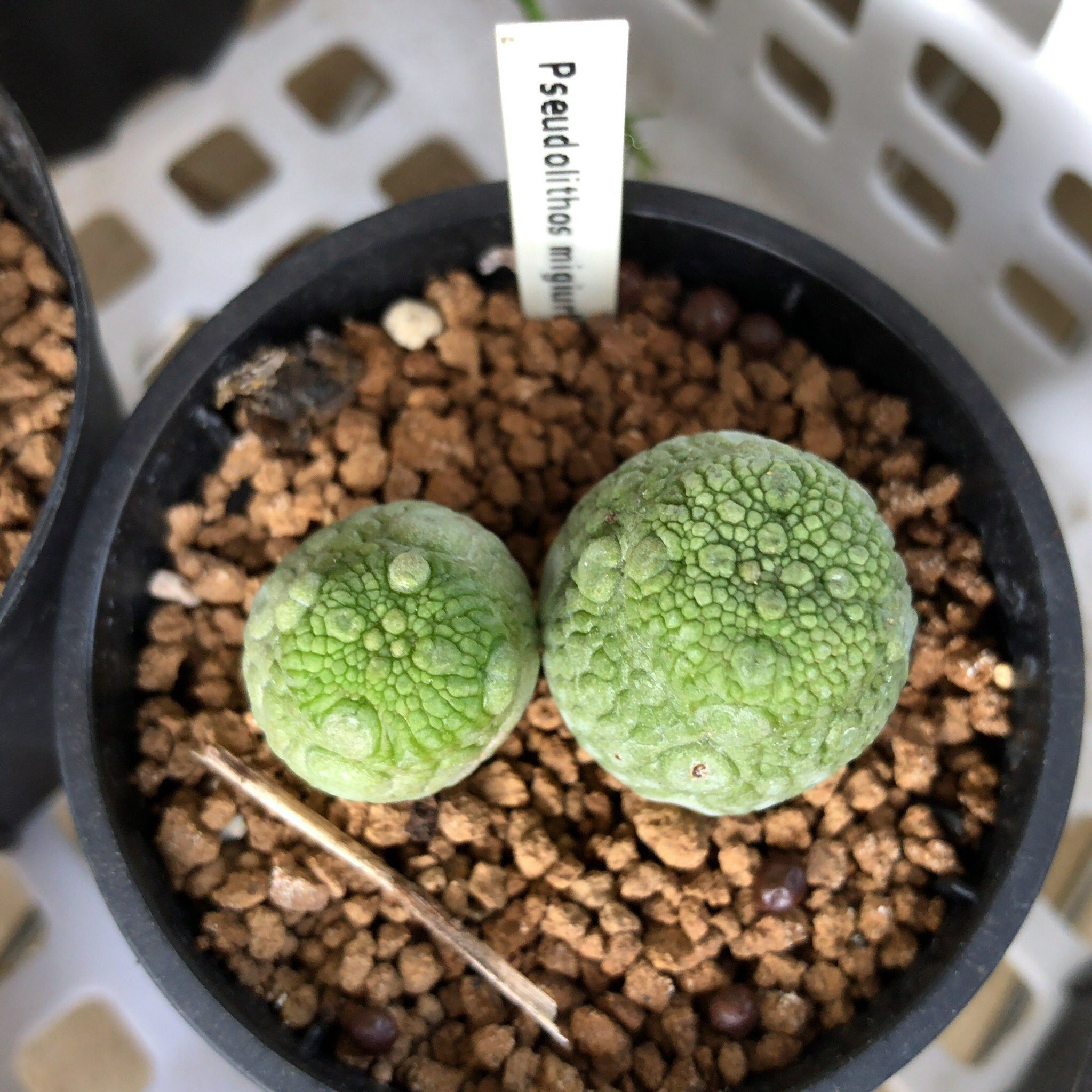 カブトガニジョン Pseudolithos Migiurtinus プセウドリトス ミギウルティヌス 丸いガガイモ ゴジラの卵に見える やっとこのサイズに成長した 腐るなよ 多肉植物 ガガイモ Succulent Pseudolithos T Co Rlhypmbac7 Twitter