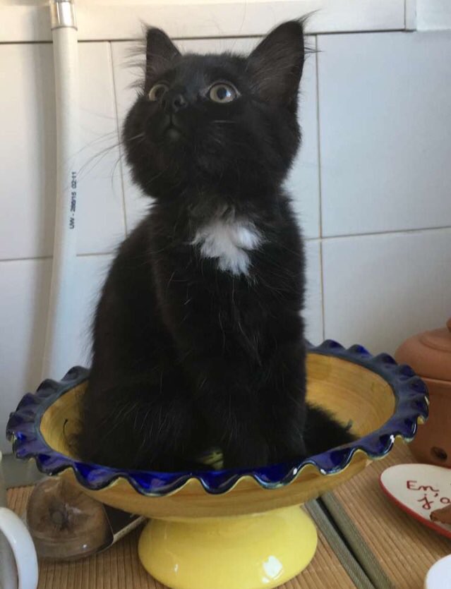 xmlnsnr's tweet photo. #postyourcats parce qu’il est bcp trop mignon❤️ https://t.co/enLe9TO5FR